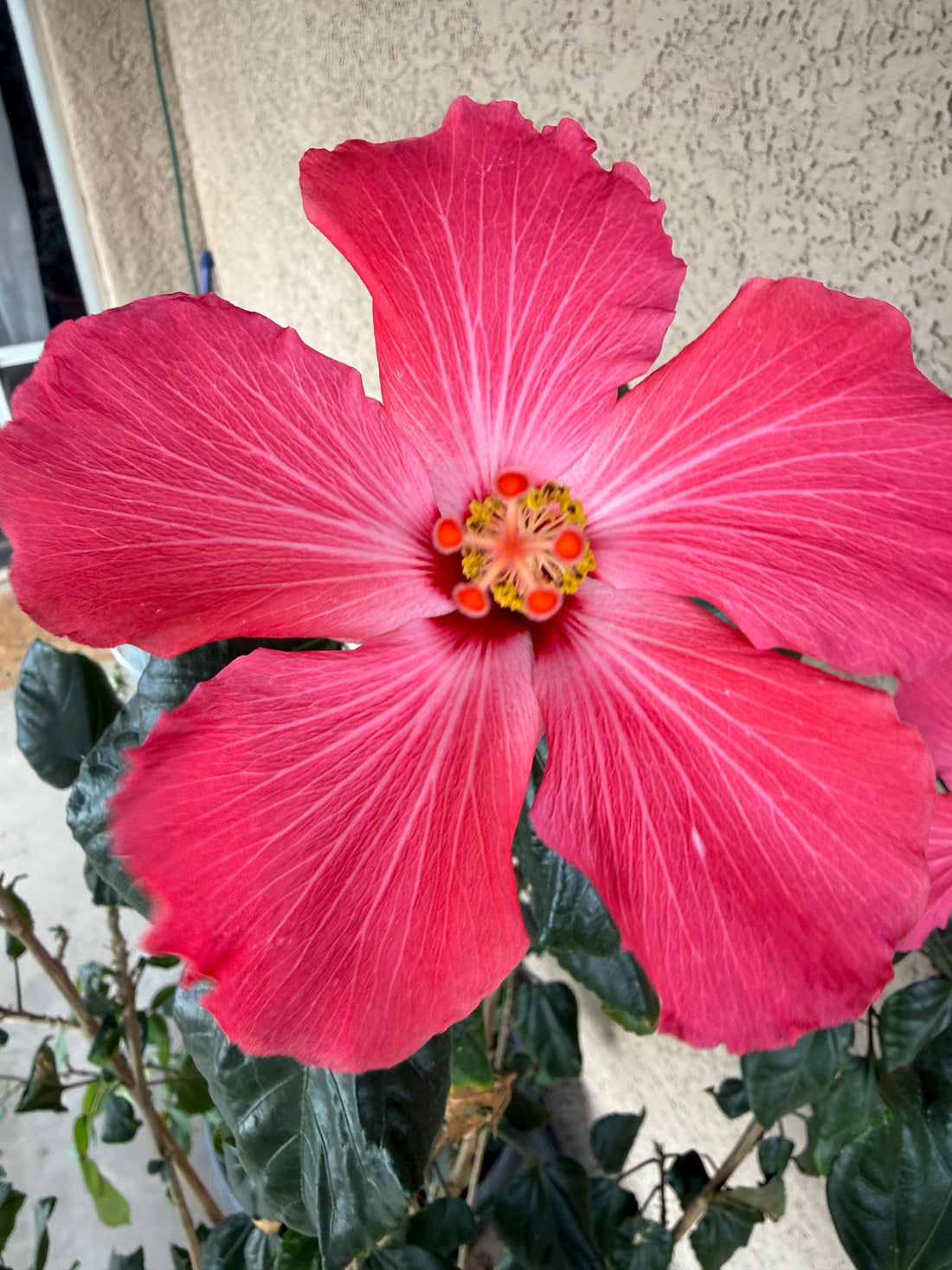 A pink hibiscus in bloom