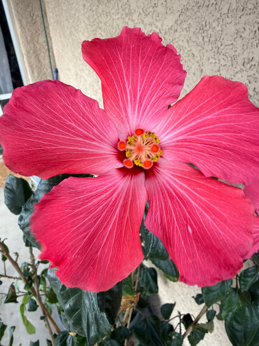 A pink hibiscus in bloom